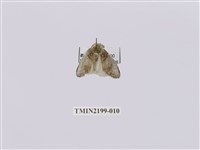 藏品(中灰舟蛾)的圖片